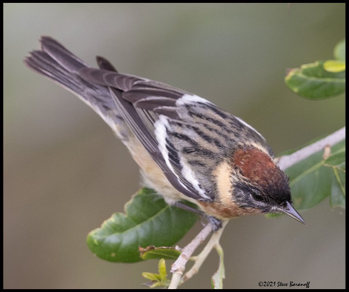 _B216823 bay-breasted warbler.jpg
